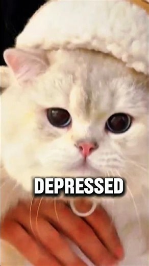 Is Your Cat Depressed? 😿 3 Signs You’re Missing!