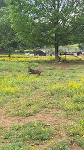 Baby donkeys are the cutest. #donkey #Farm #donkeyfarm #farmer #familyfarm #adorable #farmlife #usa #farming #trending | Perry The Donkey