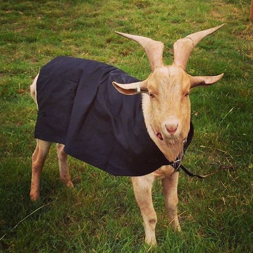 Goat Coat & Kid Coat | Goat Jackets | AniMac Animal Wear