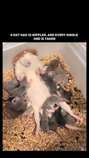 Factamero_ on Instagram: "Domestic rats can birth up to 14 pups at once, typical litters are 8-12. The pups are born blind, deaf, and hairless at around 5-6 grams each. Rat milk is 12% fat, triple that of cow's milk. In three weeks the pups grow tenfold. The mother loses up to 30% of her body weight during lactation. Each pup claims a specific nipple on day one and finds it by scent. If there are more pups than nipples, the weakest get pushed out. Natural selection starts at the first feeding. V