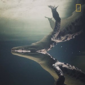 In this Mexican reserve, you can help conservationists wrangle crocodiles—for science. | National Geographic Science