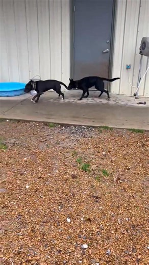 4.3K views · 48 reactions | Meet Doug — aka Dougal  If joy had a...