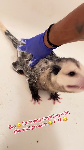 Bathing a Funky Possum: A Pet Adventure