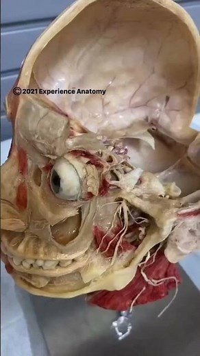 extraocular muscles play a crucial role in eye movement and coordination. #biology #eyedevelopment