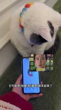 Cat's Compulsion: Why My Feline Friend Keeps Lifting Legs