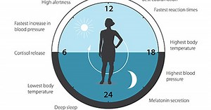 Body Clock Researchers Win Nobel Prize