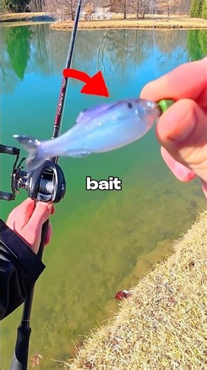 Fishing with Fake Live Bait 🐟🎣