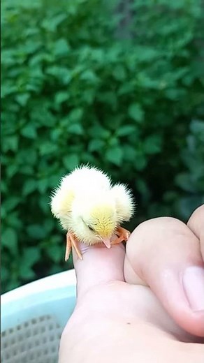 Mini chicken Rutin | Rutin chicken, the smallest chicken breed in the world