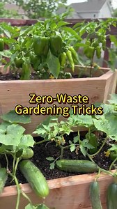 Zero Waste Gardening Tricks for Veggies and Houseplants