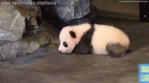 28K views · 1.8K reactions | PANDA'S FIRST STEPS: The latest addition...