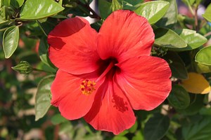 The best sprays to keep pests off your delicate hibiscus plants