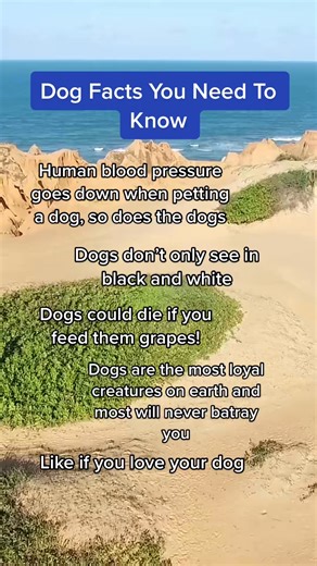 #fact #dogs #facts #puppy #facttok #dogfacts #dog | My Pet