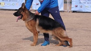 2023年CSV德国牧羊犬江苏地方展幼大公犬组VV5犬只讲评