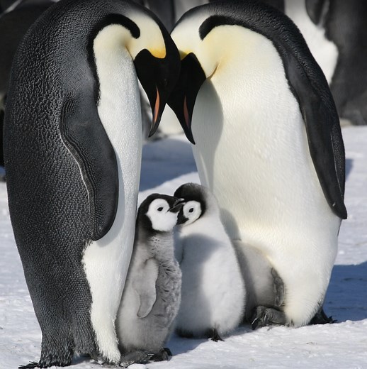 EarthSky | Emperor penguins are good dads
