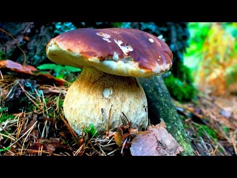 The mushrooms we know: Boletus edulis
