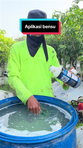 Aplikasi Bensu: Cara Panen Tipis Cabai Rawit