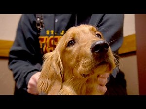 Champ Gets Surgery After Swallowing Pacifier