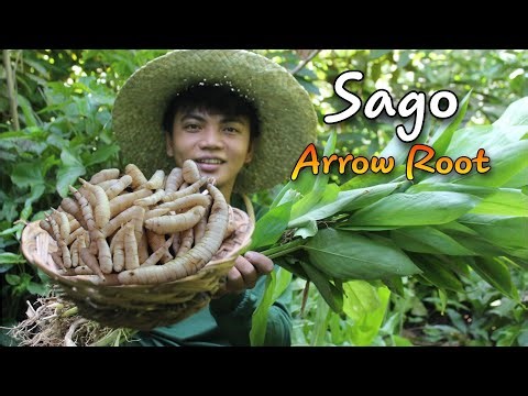 Digging arrowroot plant making rice coffee for simple breakfast to my family | Kabagis