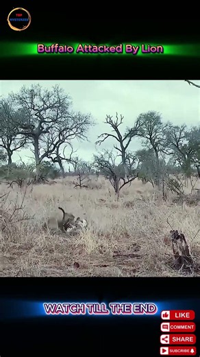 How Did This Warthog Escape When a Hyena Interrupted the Leopard?