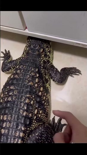 "Hilarious Alligator Antics: Discover the Funny Side of These Reptiles!"