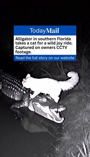 21K views · 93 reactions | CAT RIDES ALLIGATOR!!  | The Royal Stampede | Facebook