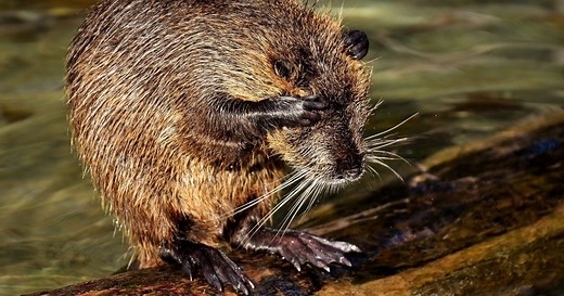 Animal com N: 18 animais que começam com a letra n