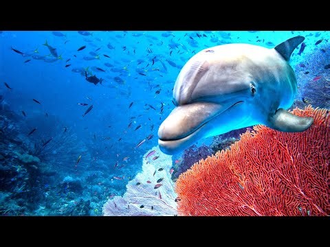 Soothing Music Calm the Mind | Chorus of Peace Stop Anxiety & Stress 🐬 Relaxing Music For Deep Sleep