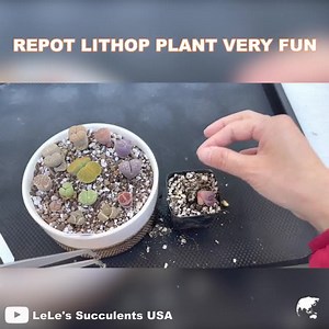 In this video we show you how to repot and transplant coloful Lithops into new ceramic plant pots. Hope you enjoy this sharing tips and 🌼 HAPPY GARDENING :) ------------ Credit: LeLe's Succulents USA | Indoor Plants Advisors
