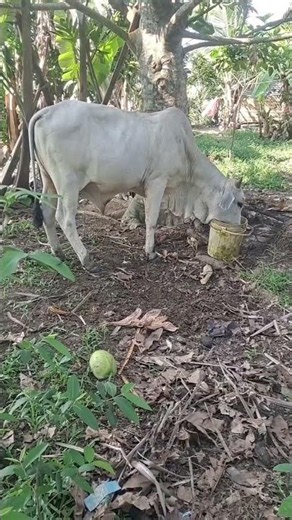 🐄 Tahimik na buhay sa bukid. Ang simpleng pag-aalaga ng baka ay nagbibigay ng saya at inspirasyon.