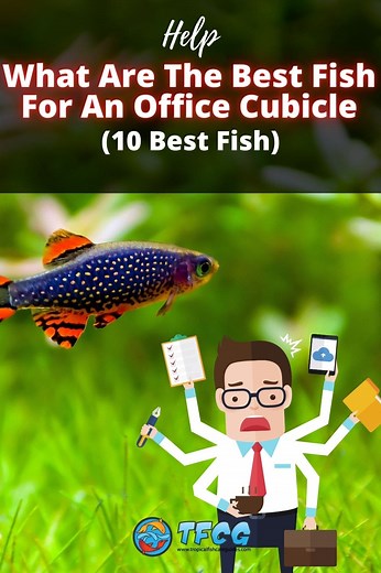 What Are The Best Fish For Your Office (Cubicle Friendly Options) | TFCG