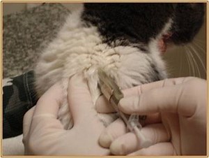 How To Give Your Cat A B12 Shot - Cuteness