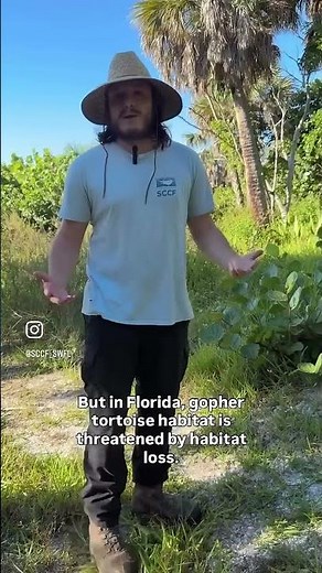 Helping gopher tortoises 🐢💪