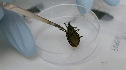 Here’s what to know about Chagas disease, and why it matters