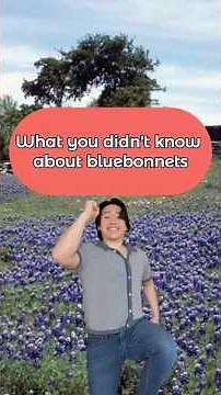 Facts about Texas' state flower #Texas #Bluebonnets #Flowers