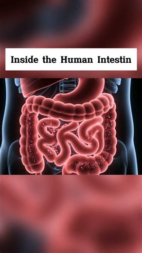 Inside the Human Intestine | Gut Health | Anatomy 3D Lab USA