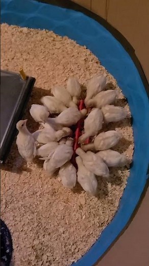 Easy DIY Turkey Brooder Setup in Minutes | Kiddie Pool Brooder for Poults #homesteading #turkey