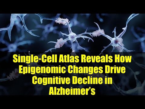 Single-Cell Atlas Reveals How Epigenomic Changes Drive Cognitive Decline in Alzheimer’s