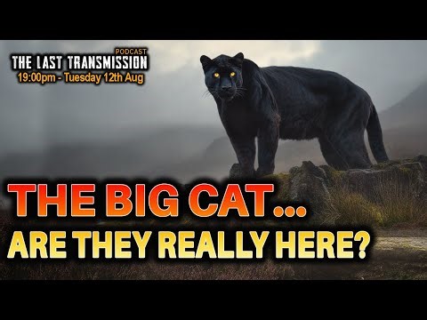 Big Cats in the UK – Myth, Hoax, or Hunting in the Shadows?