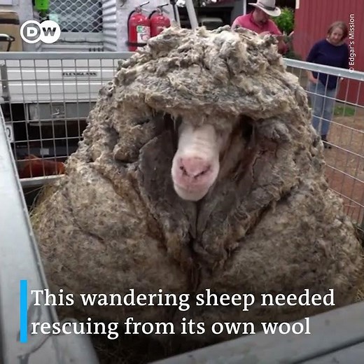 Wild sheep rescued in Australia shorn of 35kg fleece | DW News