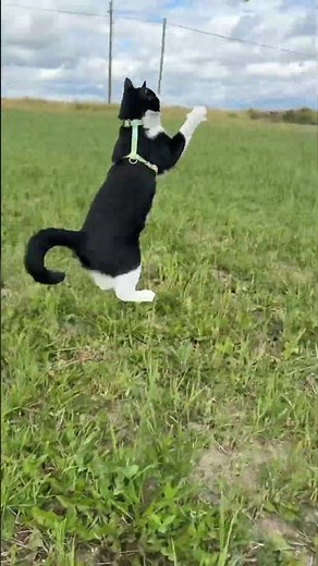 Bouncy cats #cat #cute #adventurecat #cutecat #bounce #boing #bunny #bunnyhop