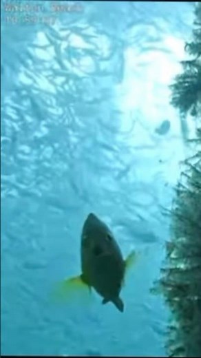 OKALOOSA ISLAND PIER UNDERWATER CAM CUTE FISH 🐠