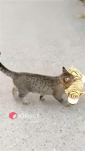 Кошка нашла себе идеального друга 🤣 #cat #веселыекоты #видосыоткота