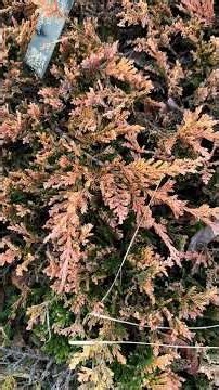 Juniperus horizontalis 'Copper Harbor'
