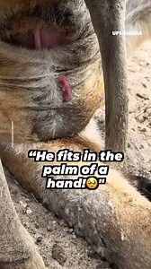 This is how kangaroos are born, they are a few inches long and with the help of their mother they reach the pouch where they’ll keep on growing. | The Kiwi