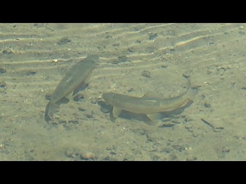 Acid Rain and the Effect on Fishing Communities