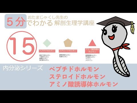 内分泌シリーズ第15回「ペプチドホルモン・ステロイドホルモン・アミノ酸誘導体ホルモン」おたまじゃくし先生の解剖生理学講座/日本一わかりやすい講義を目指して/勉強法/看護学生 リハビリ学生