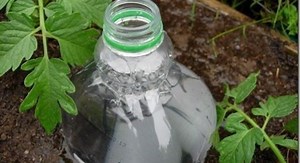 Voici pourquoi il faut absolument mettre une bouteille d'eau au pied des tomates !