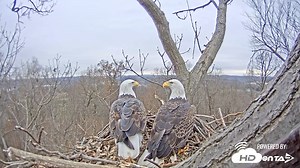 Bald eagle nest cam near Hanover about to launch 2020 season