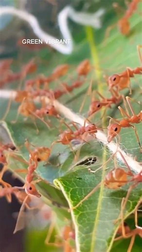 How do weaver ants make their nests? #shorts