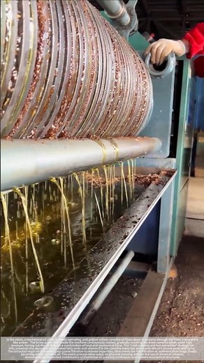 Mechanically extracted natural essence from camellia seeds.